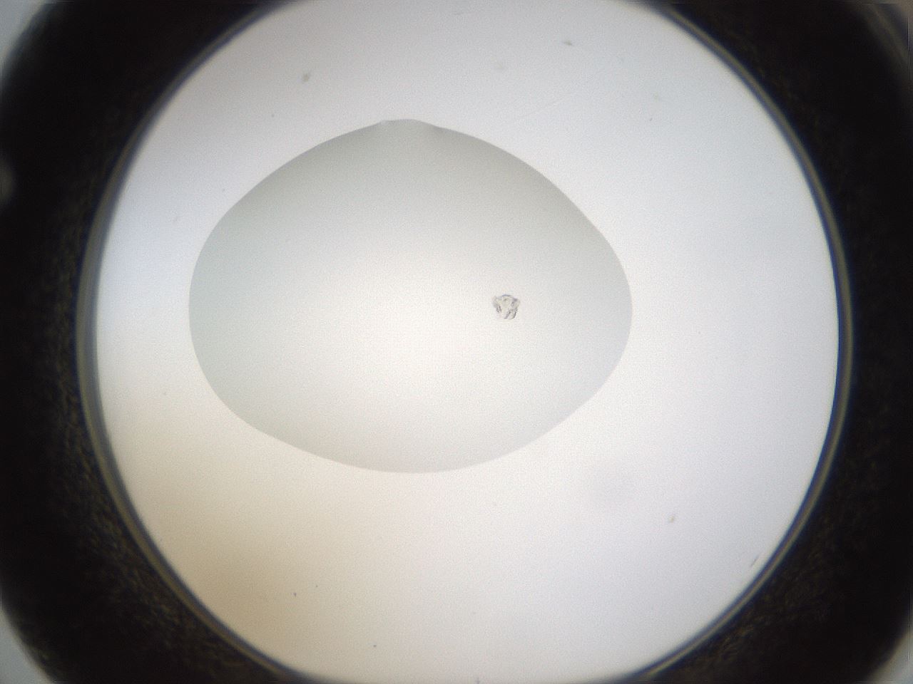 folderID331_plateID1331_batchID4527_wellNum62_profileID1_d1_r80421_ef.jpg