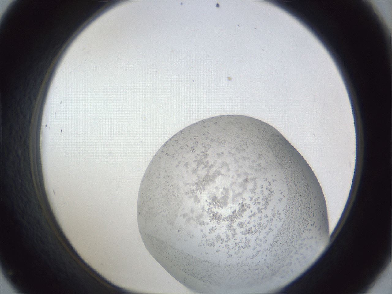 folderID33_plateID1033_batchID2045_wellNum45_profileID1_d1_r44947_ef.jpg