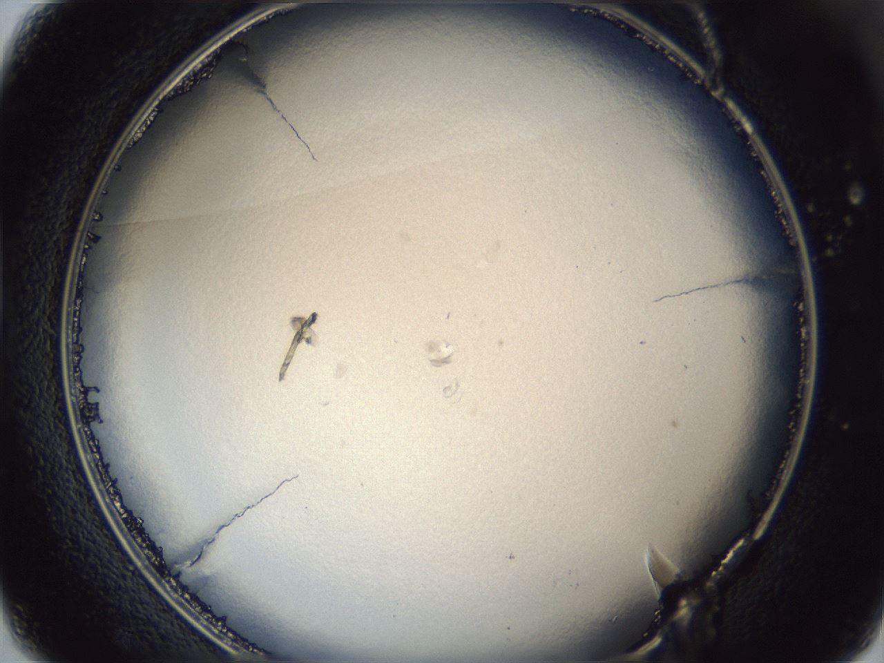 folderID341_plateID1341_batchID4589_wellNum37_profileID1_d1_r80720_ef.jpg