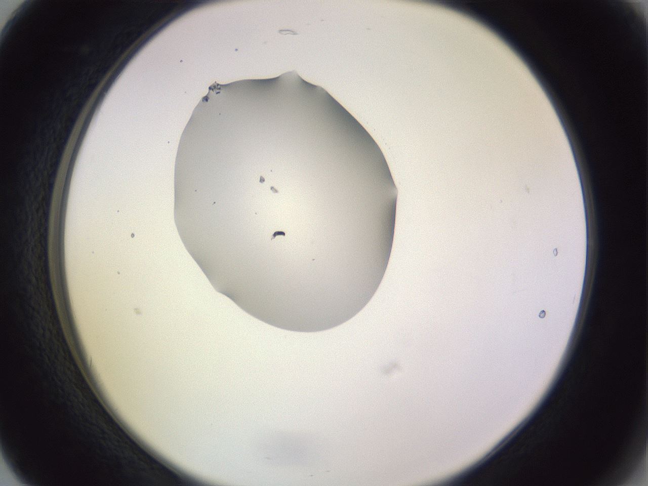 folderID341_plateID1341_batchID4589_wellNum17_profileID1_d2_r80681_ef.jpg