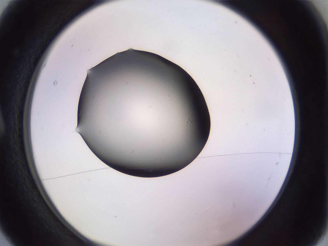 folderID341_plateID1341_batchID4589_wellNum5_profileID1_d1_r80656_ef.jpg