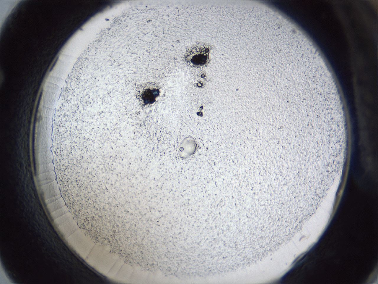 folderID341_plateID1341_batchID4589_wellNum62_profileID1_d1_r80770_ef.jpg
