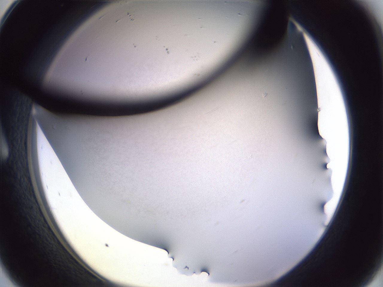 folderID341_plateID1341_batchID4589_wellNum8_profileID1_d1_r80662_ef.jpg