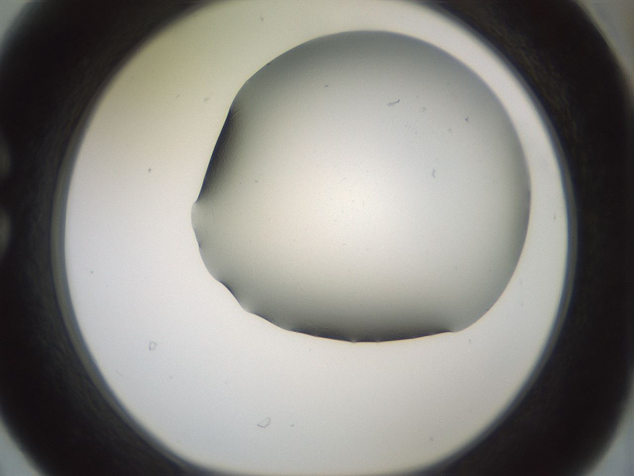 folderID343_plateID1343_batchID4599_wellNum30_profileID1_d1_r80869_ef.jpg