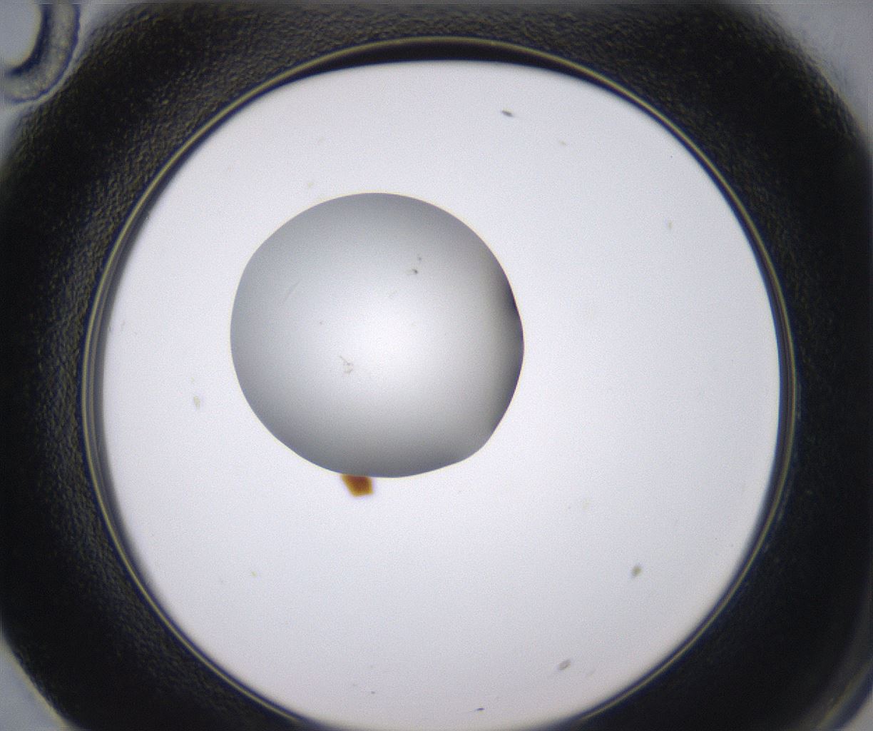 folderID344_plateID2344_batchID11058_wellNum70_profileID1_d2_r165902_ef.jpg