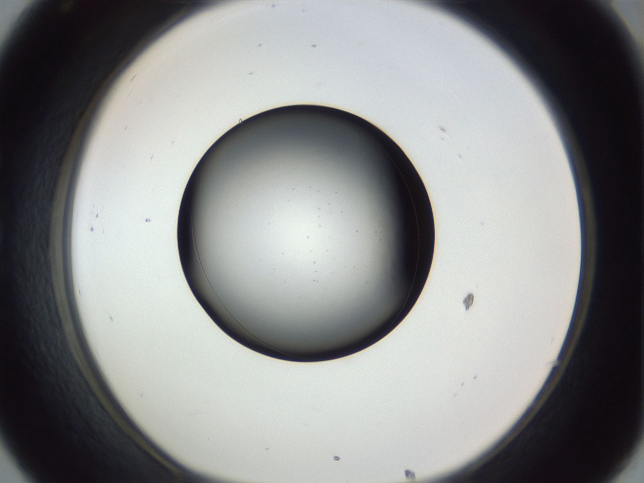 folderID345_plateID1345_batchID4696_wellNum32_profileID1_d1_r80998_ef.jpg