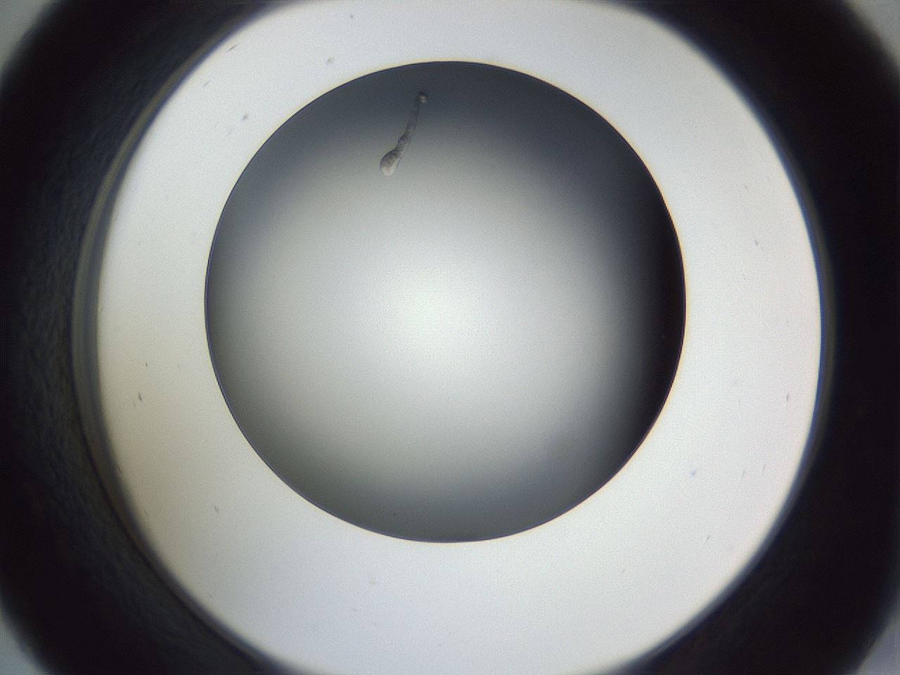folderID345_plateID1345_batchID4696_wellNum45_profileID1_d2_r81025_ef.jpg