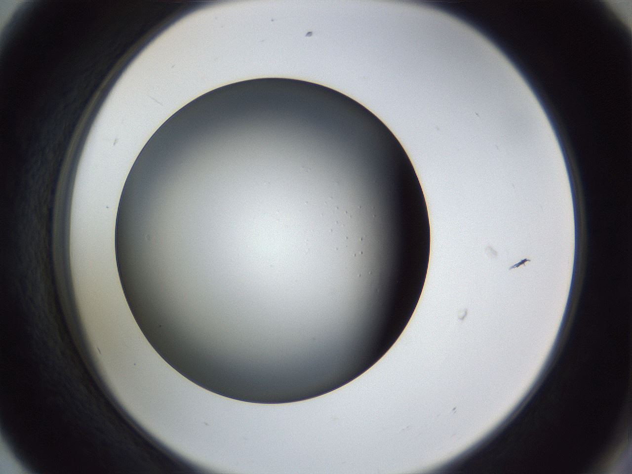 folderID345_plateID1345_batchID4696_wellNum56_profileID1_d2_r81047_ef.jpg