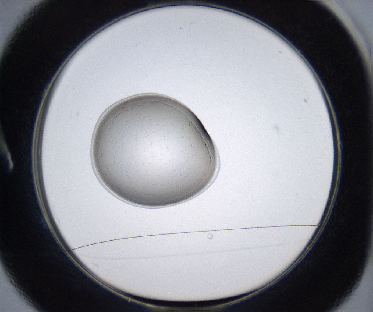 folderID345_plateID2345_batchID11061_wellNum1_profileID1_d1_r165187_ef.jpg