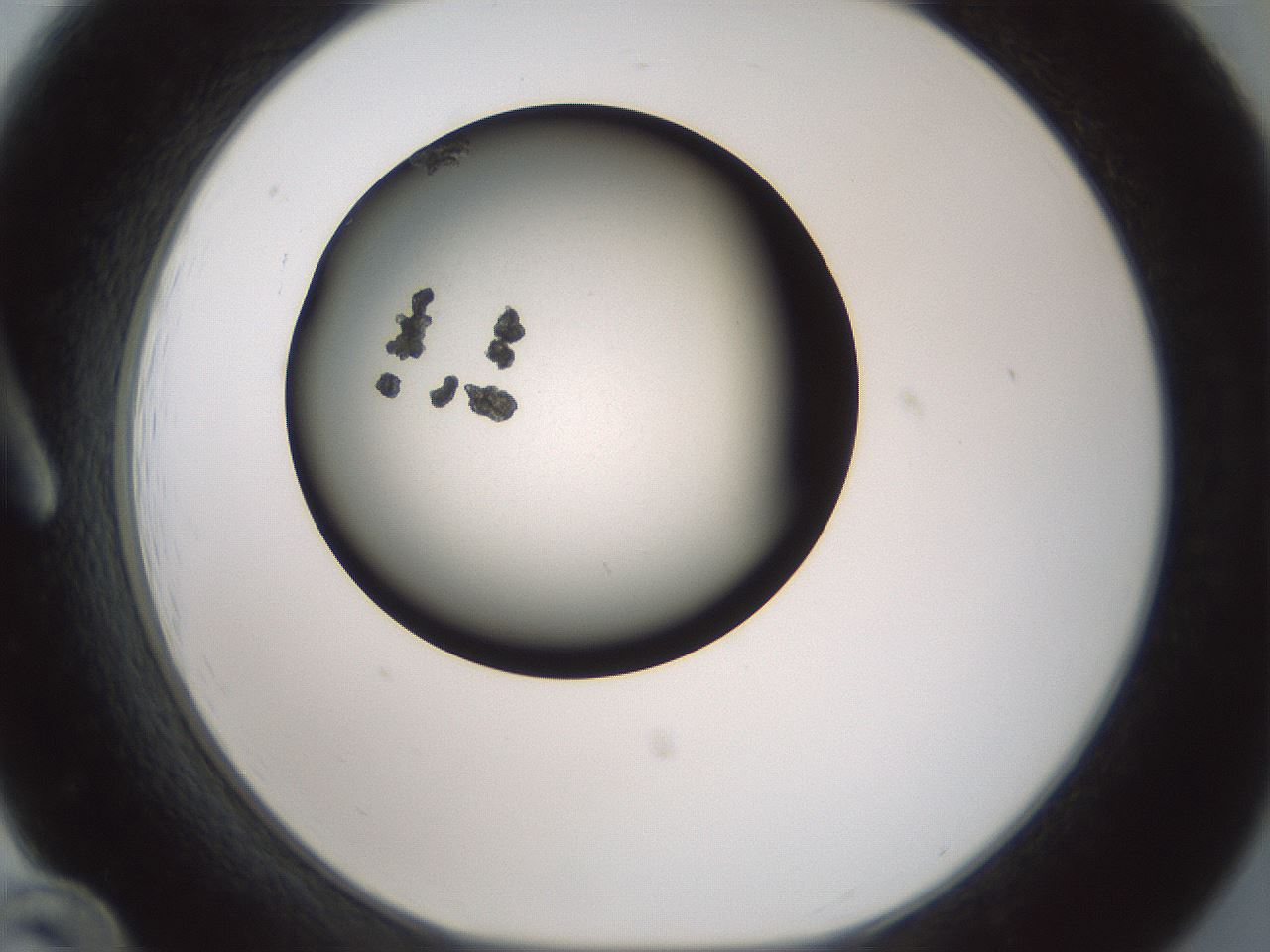 folderID347_plateID1347_batchID4702_wellNum12_profileID1_d1_r81239_ef.jpg