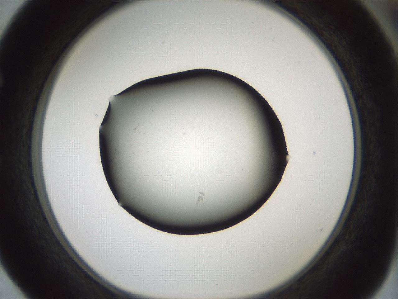 folderID347_plateID1347_batchID4702_wellNum52_profileID1_d1_r81279_ef.jpg