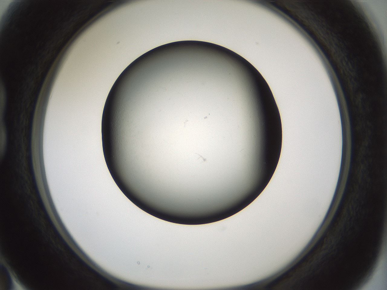 folderID347_plateID1347_batchID4702_wellNum15_profileID1_d1_r81242_ef.jpg