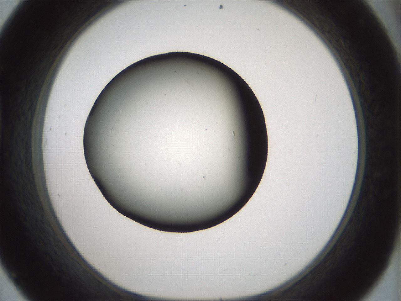 folderID347_plateID1347_batchID4702_wellNum45_profileID1_d1_r81272_ef.jpg