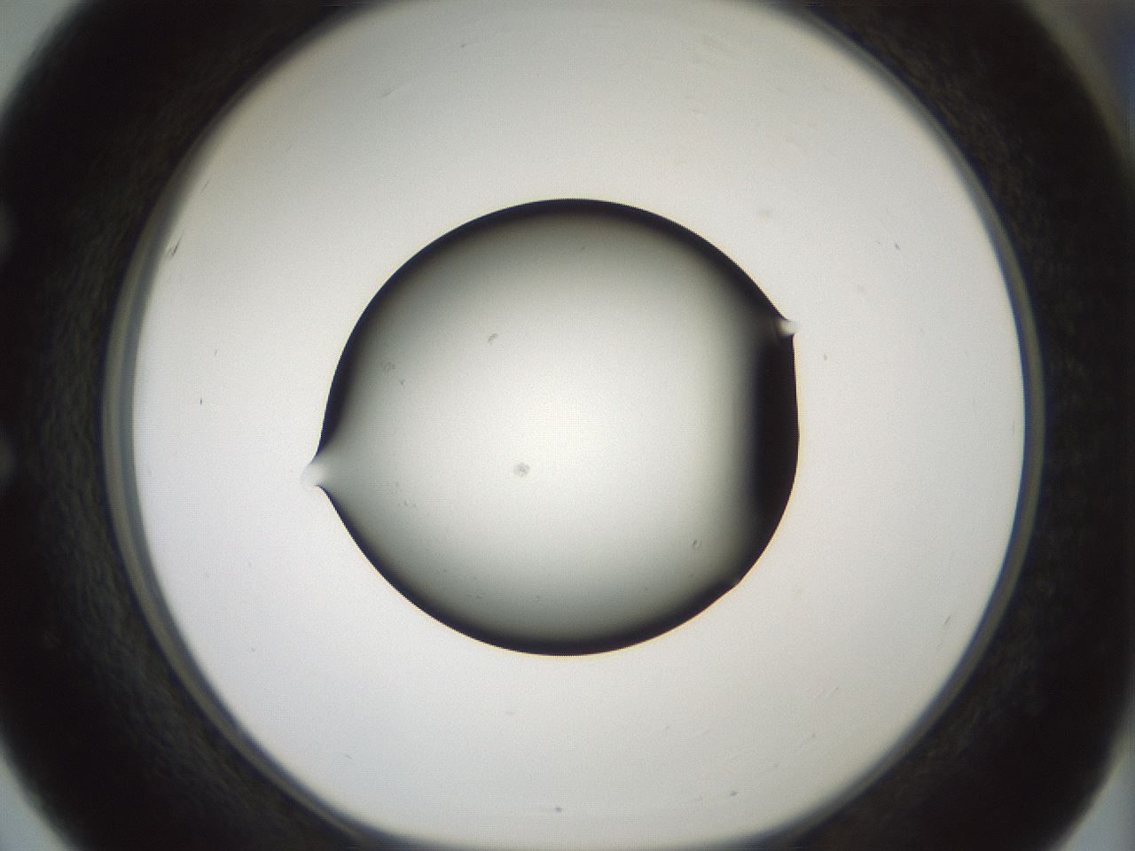 folderID347_plateID1347_batchID4702_wellNum51_profileID1_d1_r81278_ef.jpg