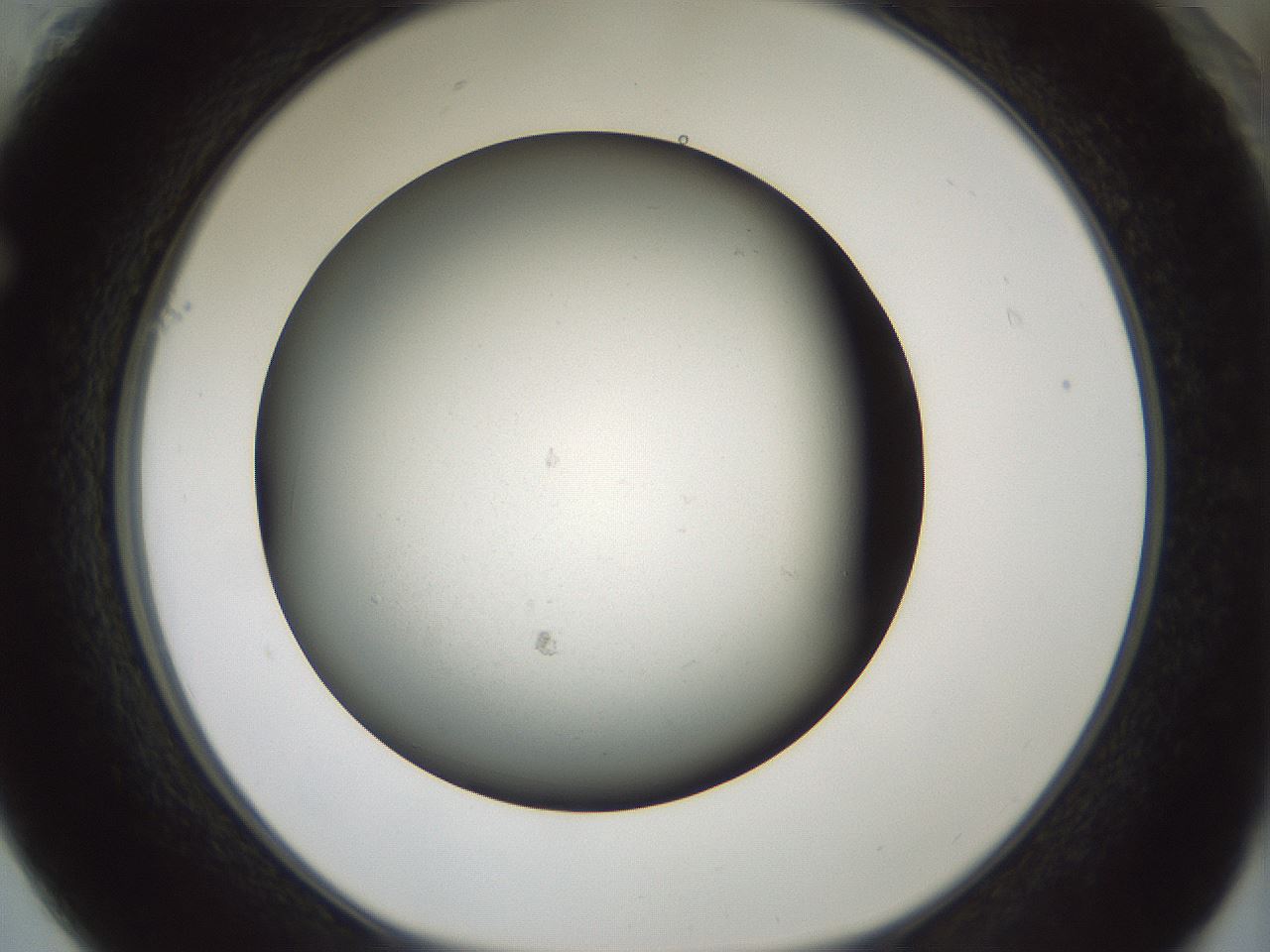 folderID347_plateID1347_batchID4702_wellNum61_profileID1_d1_r81288_ef.jpg