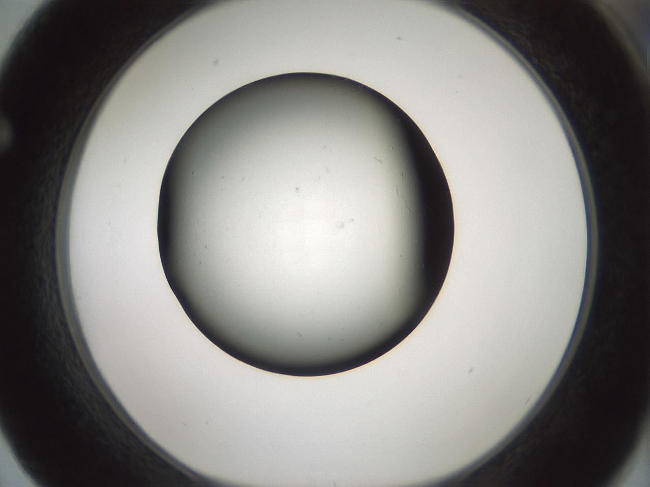 folderID347_plateID1347_batchID4702_wellNum62_profileID1_d1_r81289_ef.jpg