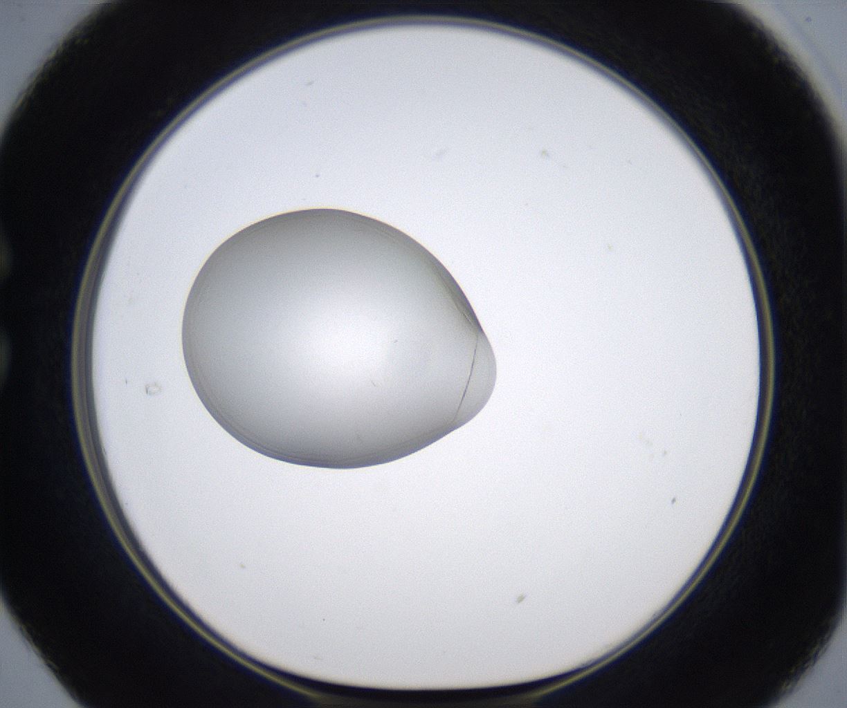 folderID347_plateID2347_batchID11062_wellNum29_profileID1_d1_r165435_ef.jpg