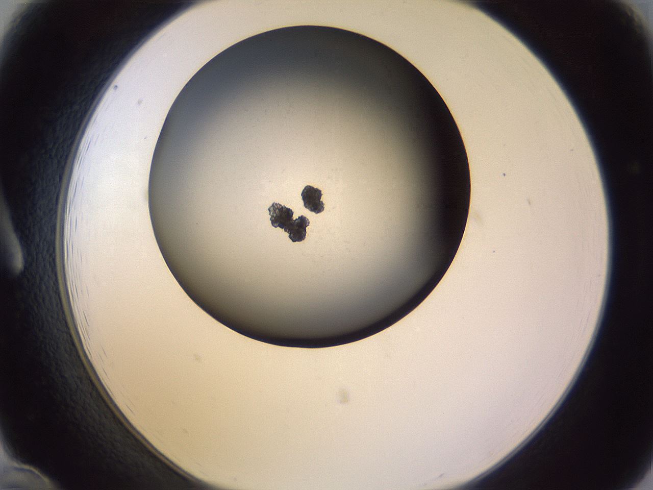 folderID348_plateID1348_batchID4703_wellNum12_profileID1_d1_r81143_ef.jpg