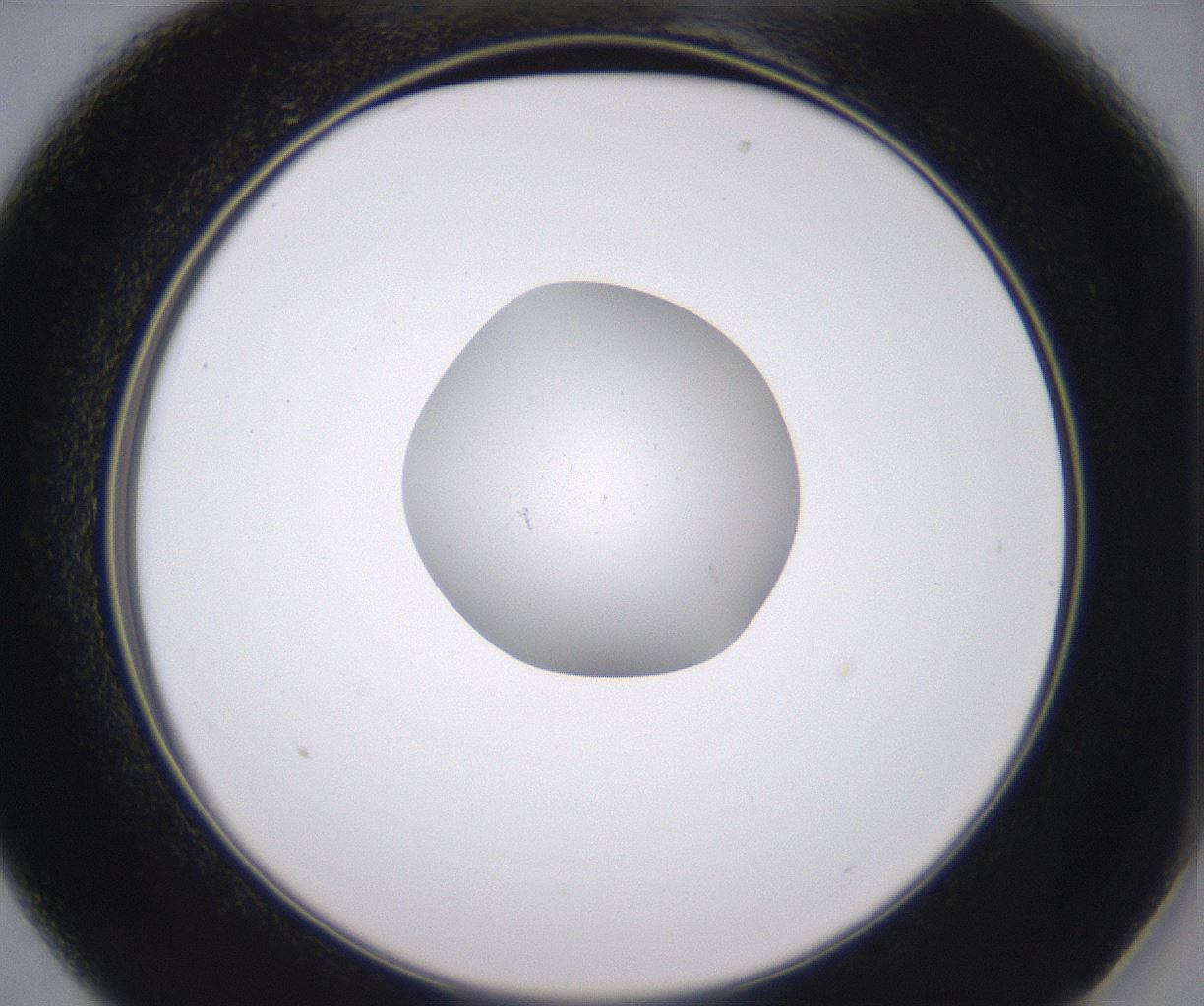 folderID348_plateID2348_batchID11068_wellNum13_profileID1_d2_r166364_ef.jpg