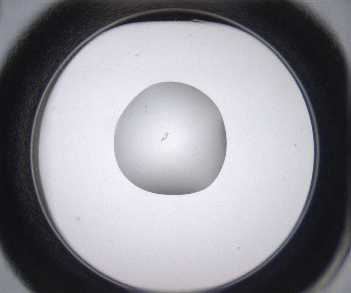 folderID348_plateID2348_batchID11068_wellNum15_profileID1_d2_r166368_ef.jpg