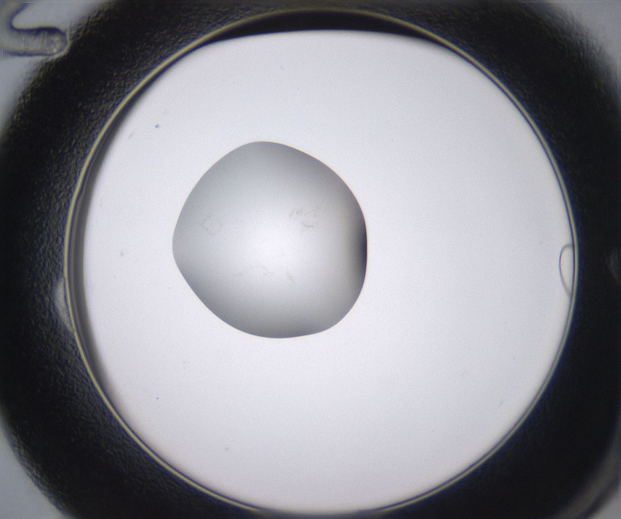 folderID348_plateID2348_batchID11068_wellNum24_profileID1_d2_r166386_ef.jpg