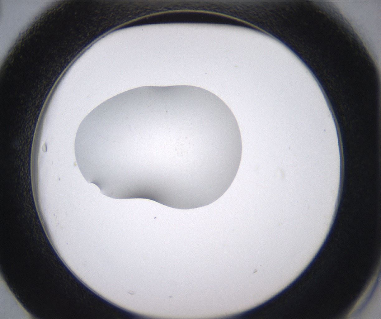 folderID348_plateID2348_batchID11068_wellNum63_profileID1_d2_r166464_ef.jpg