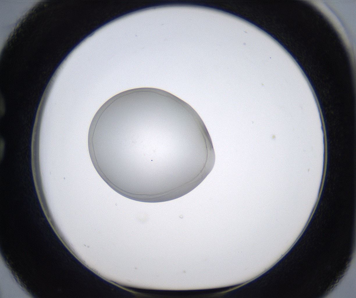 folderID349_plateID2349_batchID11067_wellNum26_profileID1_d1_r165621_ef.jpg