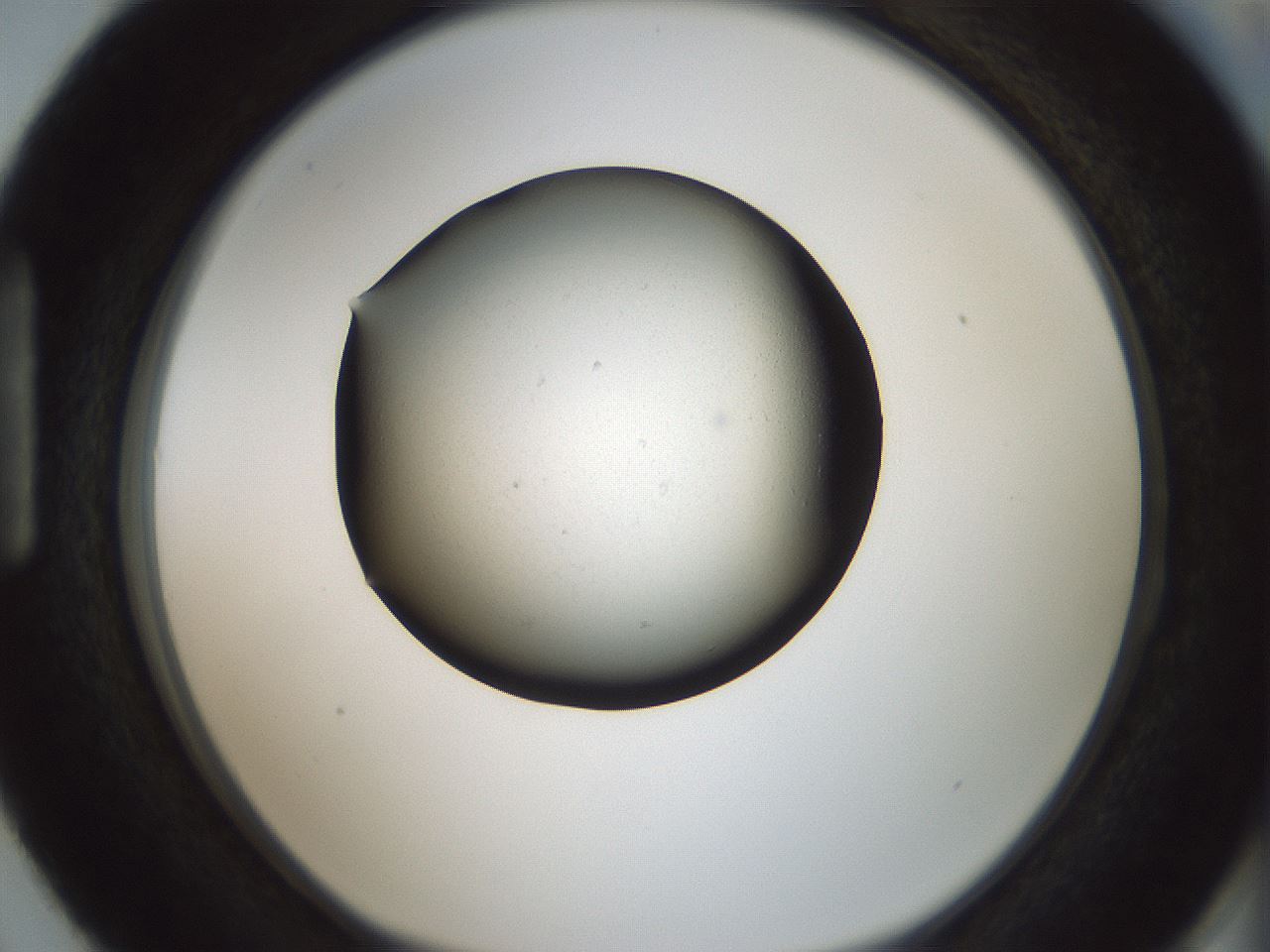 folderID352_plateID1352_batchID4709_wellNum87_profileID1_d1_r81890_ef.jpg