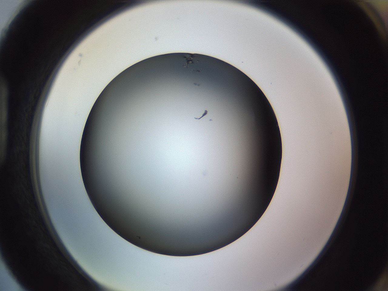folderID350_plateID1350_batchID4705_wellNum88_profileID1_d1_r81411_ef.jpg