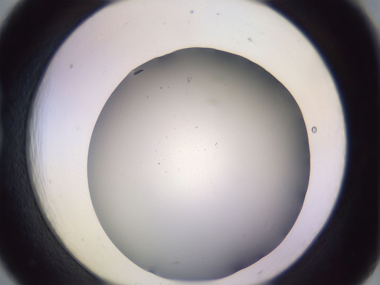 folderID351_plateID1351_batchID4706_wellNum18_profileID1_d1_r81533_ef.jpg