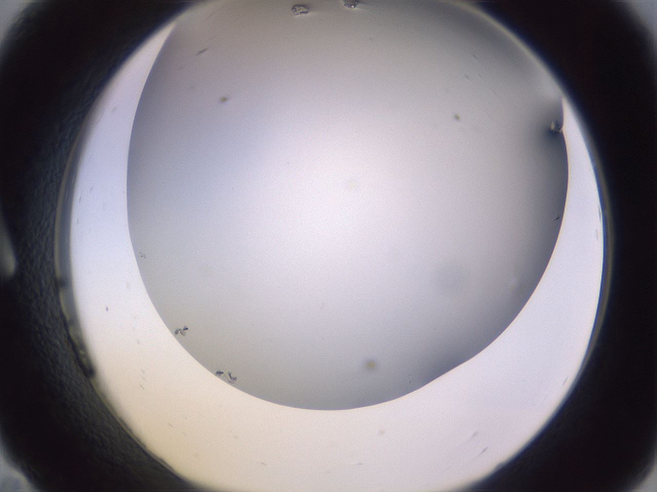 folderID353_plateID1353_batchID4708_wellNum11_profileID1_d1_r81718_ef.jpg