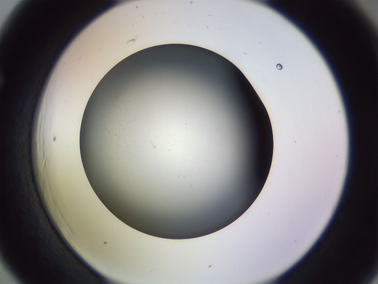 folderID353_plateID1353_batchID4708_wellNum66_profileID1_d1_r81773_ef.jpg