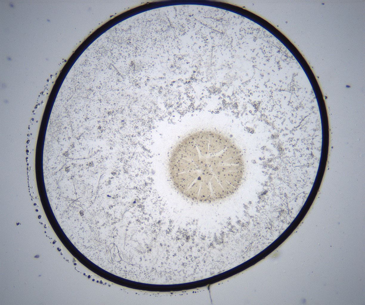 folderID357_plateID2357_batchID11083_wellNum14_profileID1_d1_r167613_ef.jpg