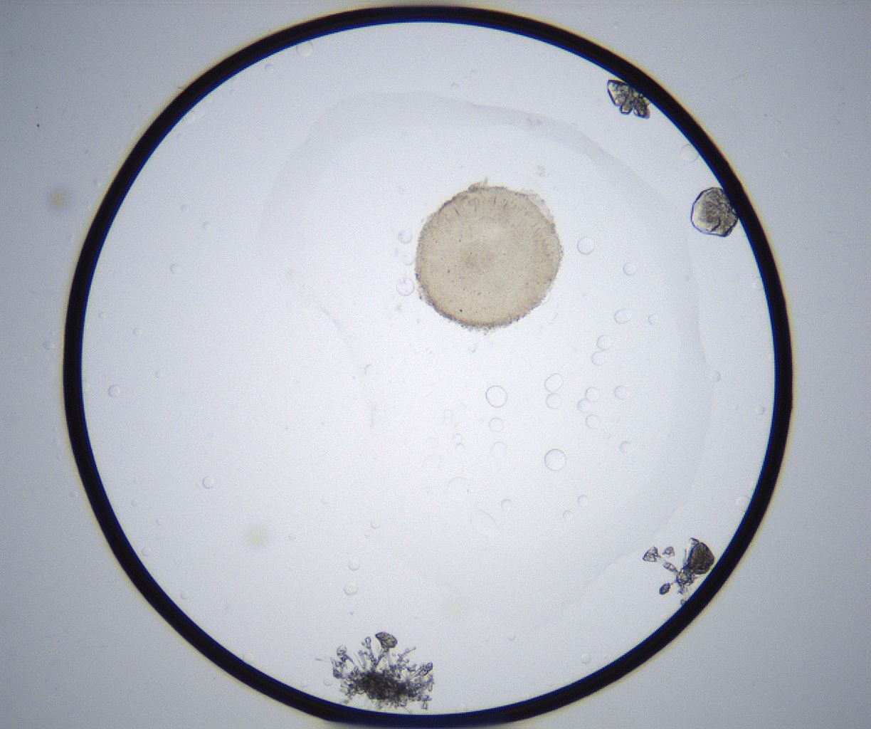 folderID357_plateID2357_batchID11083_wellNum42_profileID1_d1_r167669_ef.jpg