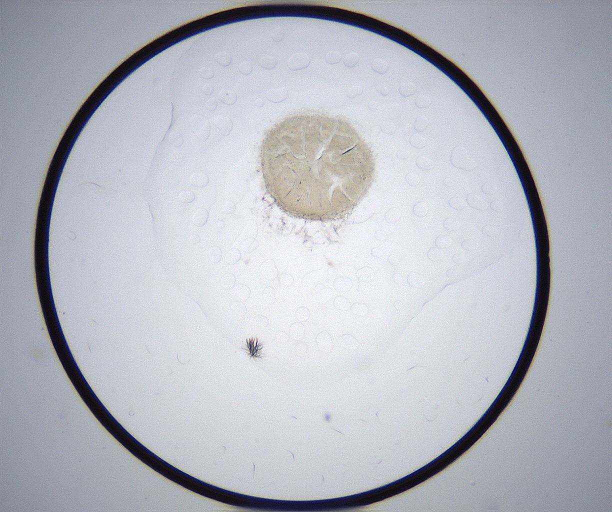 folderID357_plateID2357_batchID11083_wellNum79_profileID1_d1_r167743_ef.jpg