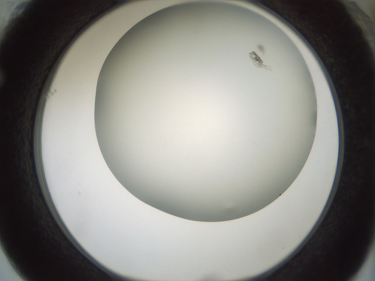 folderID358_plateID1358_batchID4717_wellNum61_profileID1_d1_r82248_ef.jpg