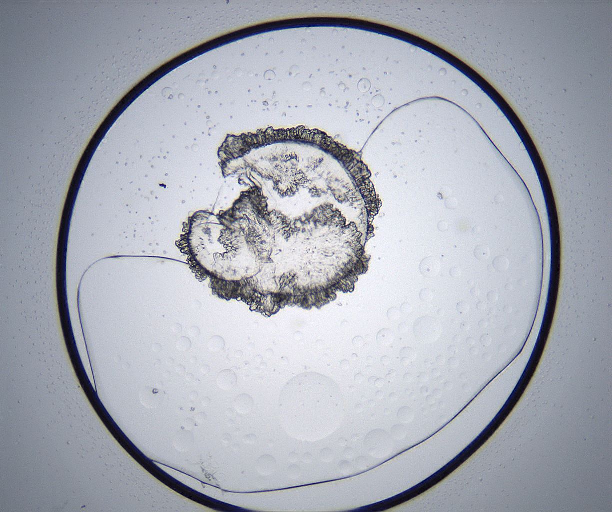 folderID358_plateID2358_batchID11080_wellNum65_profileID1_d1_r168099_ef.jpg