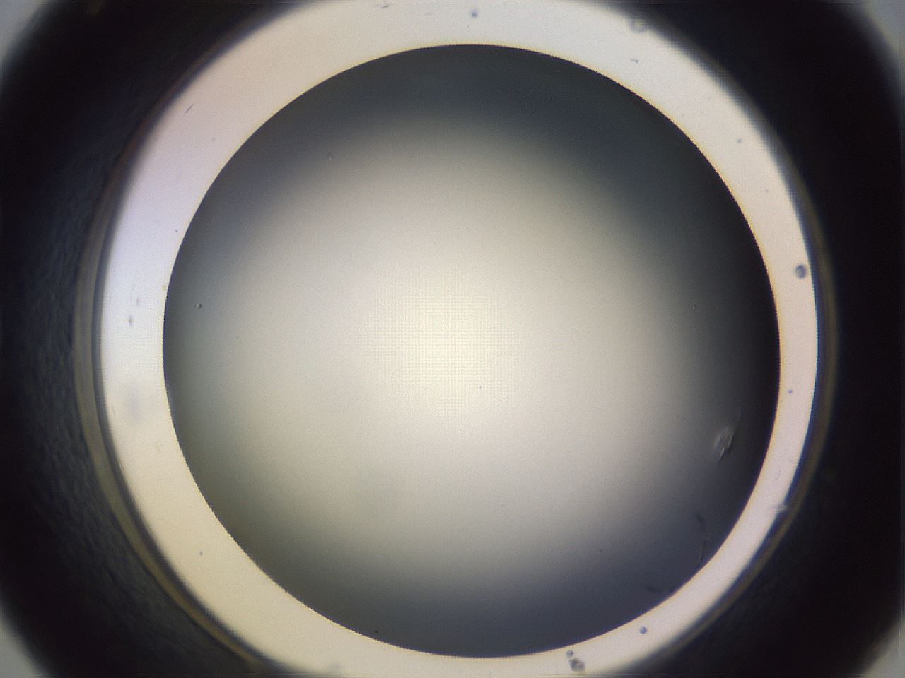 folderID359_plateID1359_batchID4716_wellNum32_profileID1_d1_r82123_ef.jpg