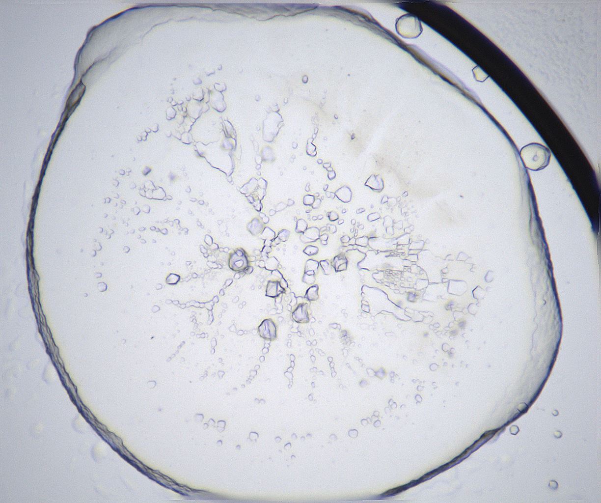 folderID362_plateID2362_batchID11079_wellNum40_profileID1_d1_r167473_ef.jpg