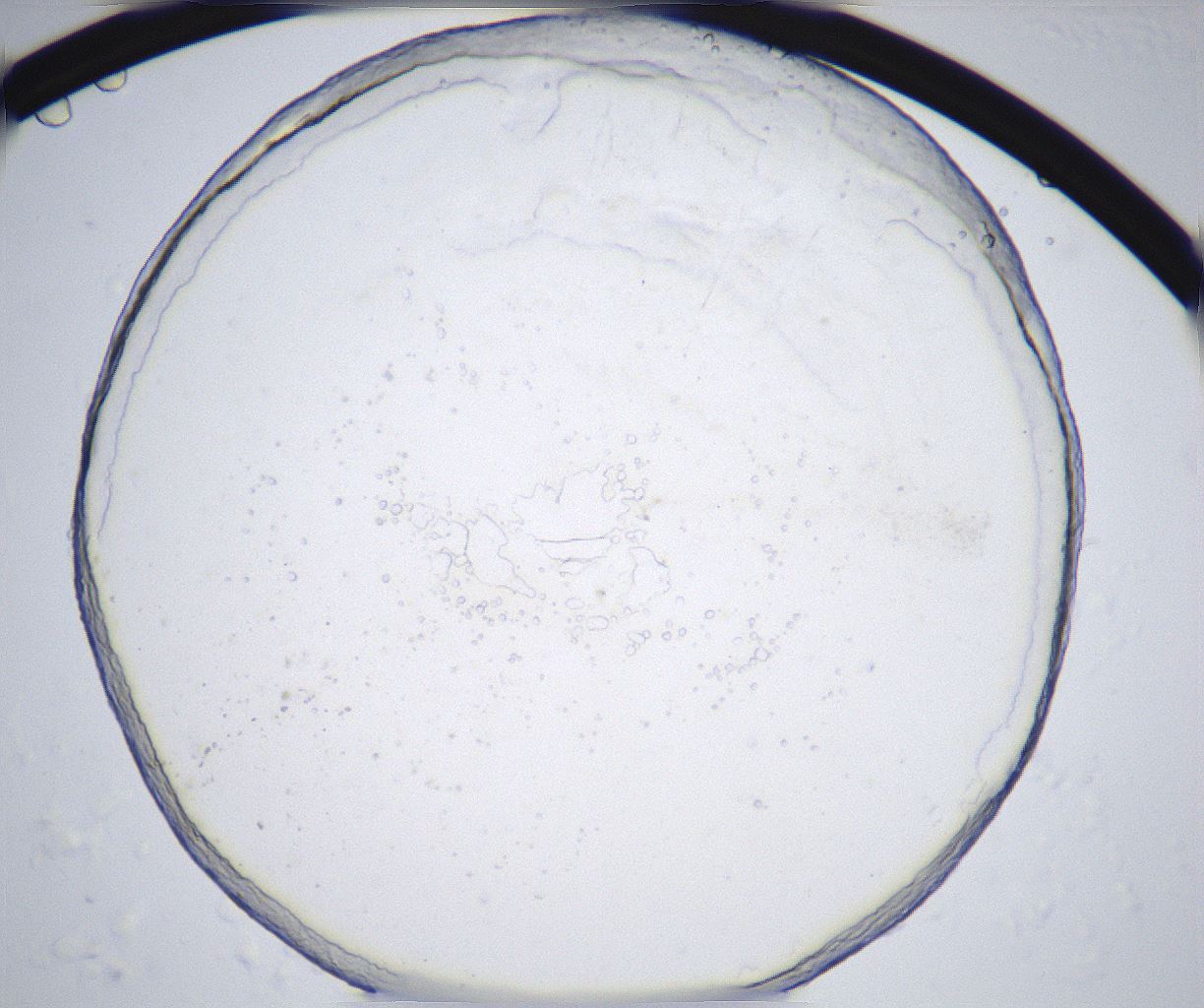 folderID362_plateID2362_batchID11079_wellNum90_profileID1_d1_r167573_ef.jpg