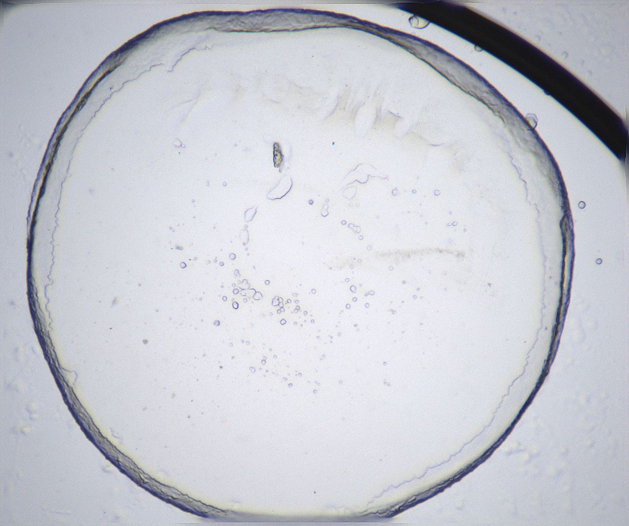 folderID362_plateID2362_batchID11079_wellNum54_profileID1_d1_r167501_ef.jpg