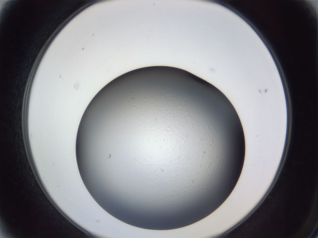 folderID364_plateID1364_batchID4726_wellNum3_profileID1_d2_r82581_ef.jpg