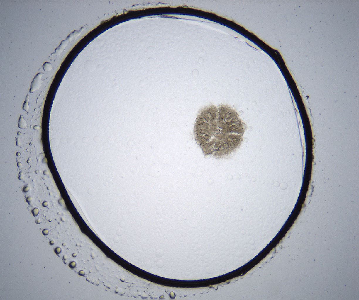 folderID364_plateID2364_batchID11089_wellNum28_profileID1_d1_r168601_ef.jpg