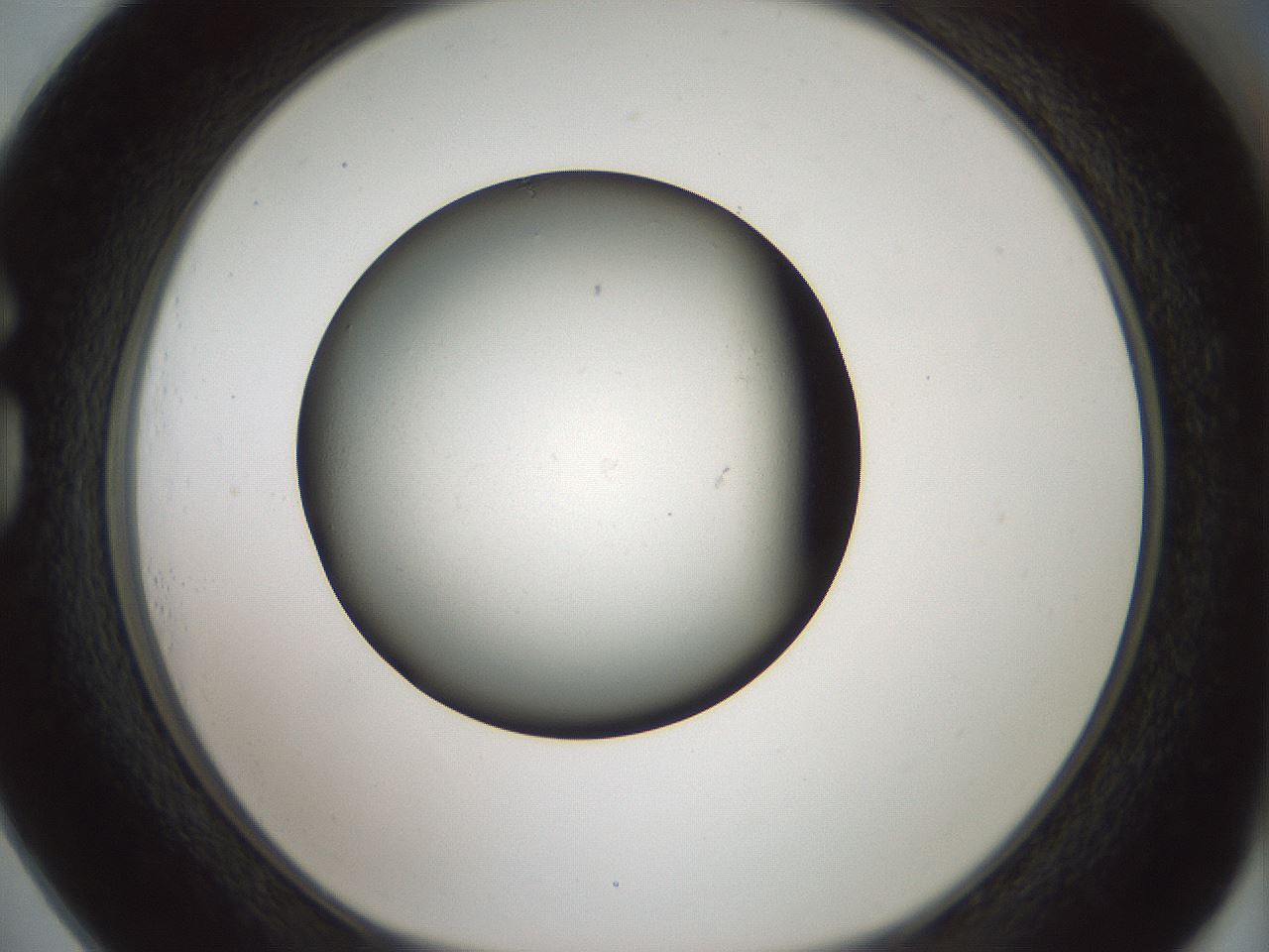 folderID365_plateID1365_batchID4729_wellNum73_profileID1_d1_r82840_ef.jpg