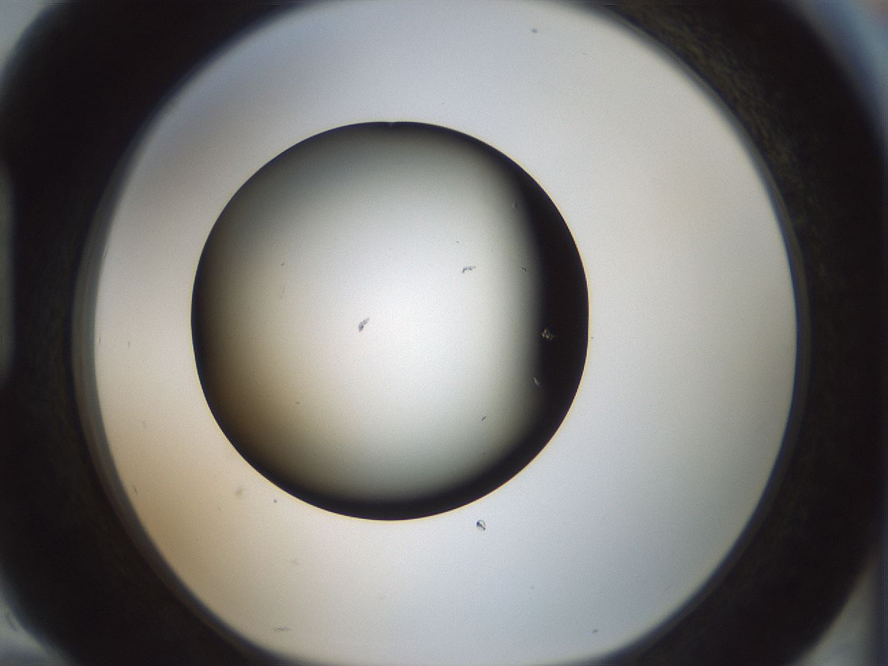 folderID365_plateID1365_batchID4729_wellNum94_profileID1_d1_r82861_ef.jpg