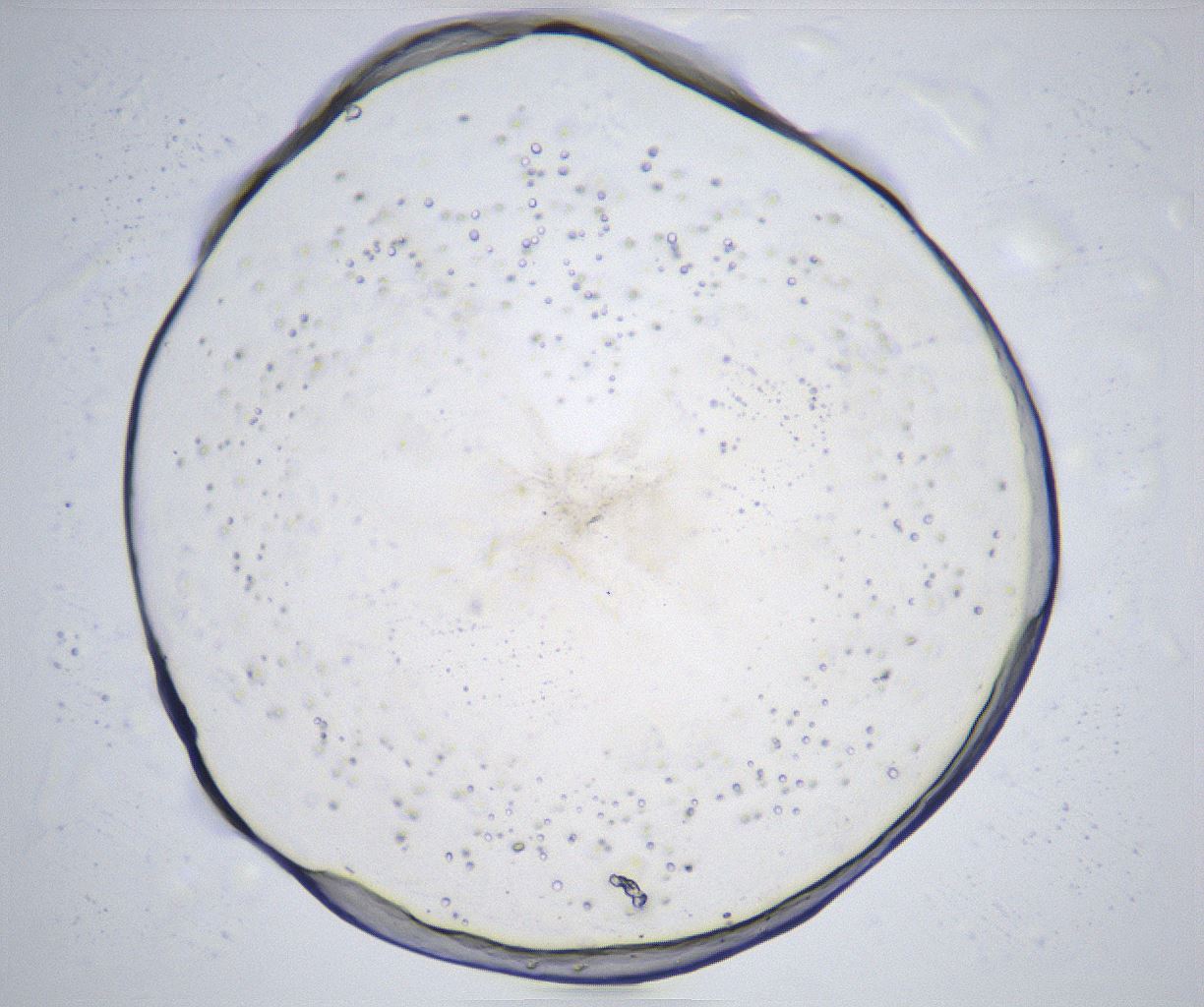 folderID366_plateID2366_batchID11111_wellNum58_profileID1_d1_r170005_ef.jpg