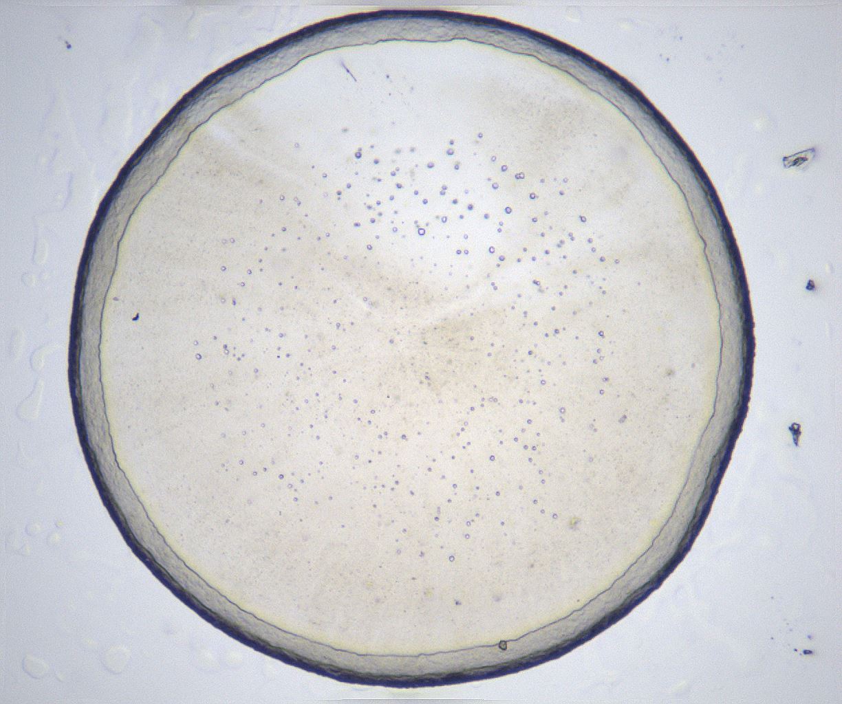 folderID366_plateID2366_batchID11111_wellNum80_profileID1_d1_r170049_ef.jpg
