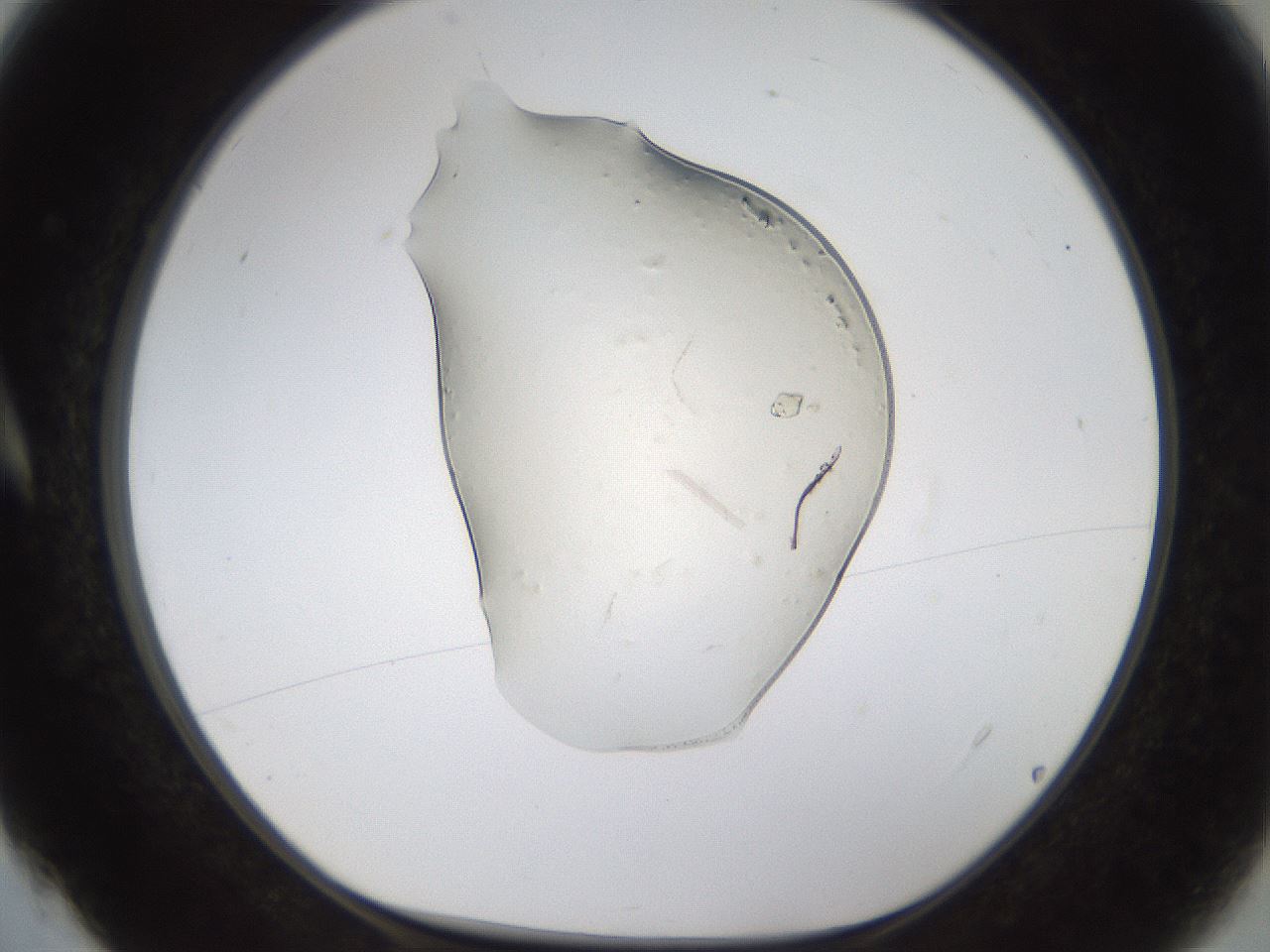 folderID367_plateID1367_batchID4732_wellNum4_profileID1_d1_r82966_ef.jpg
