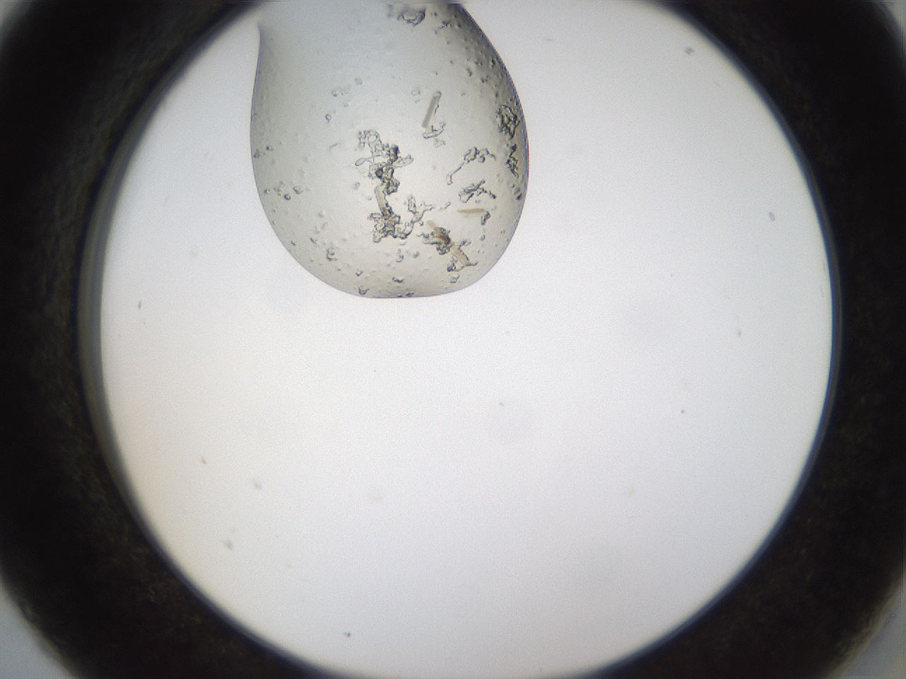 folderID367_plateID1367_batchID4732_wellNum5_profileID1_d2_r82969_ef.jpg