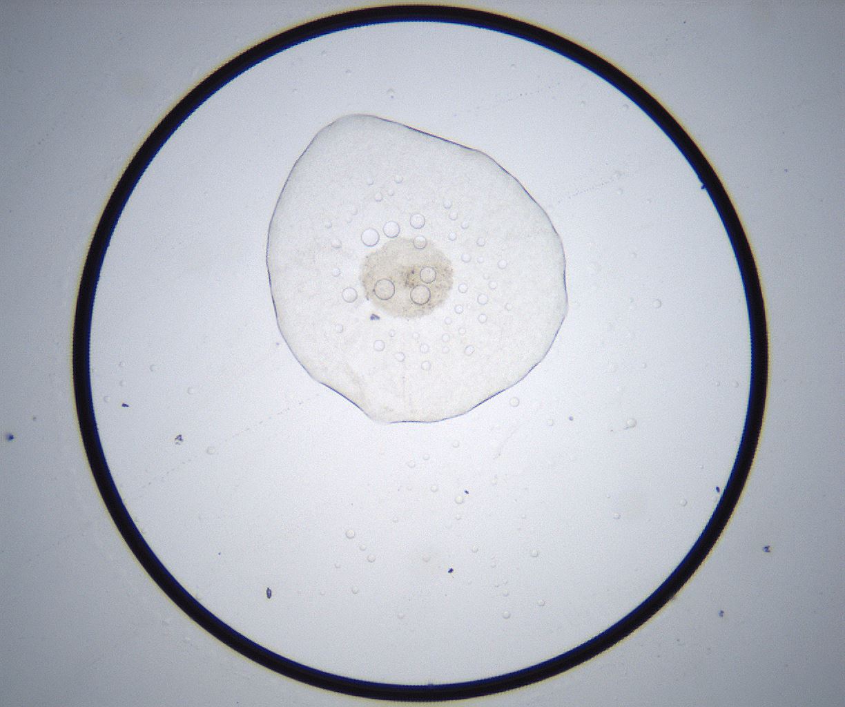 folderID367_plateID2367_batchID11113_wellNum48_profileID1_d1_r170369_ef.jpg